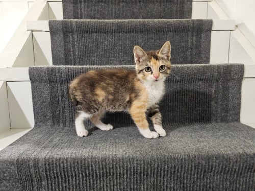 LO MEIN - Domestic Short Hair available for adoption