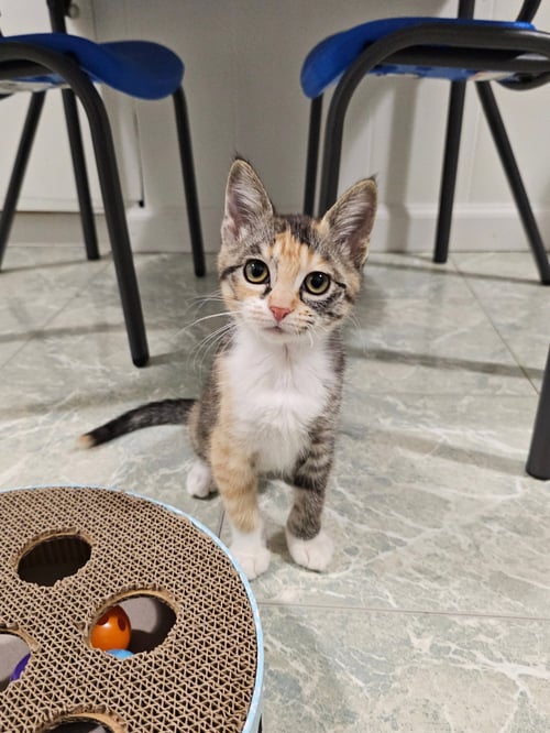 LO MEIN - Domestic Short Hair available for adoption
