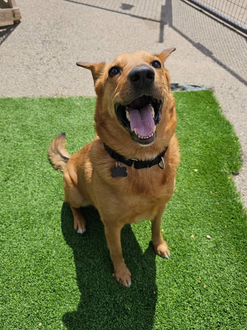 MELLOW - Shepherd / Labrador Retriever available for adoption