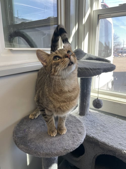 BRAIZIN - Domestic Short Hair available for adoption