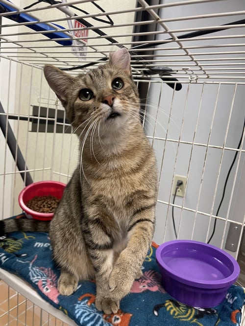 BRAIZIN - Domestic Short Hair available for adoption