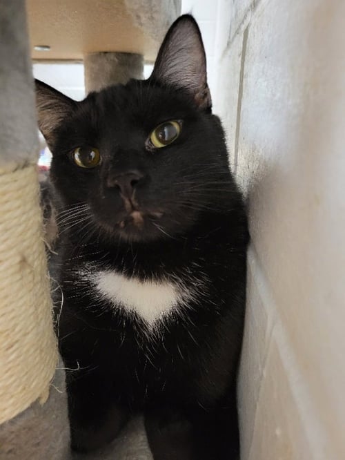 CLANCY - Domestic Short Hair available for adoption
