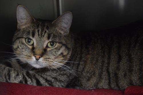 PHOENIX - Domestic Short Hair available for adoption