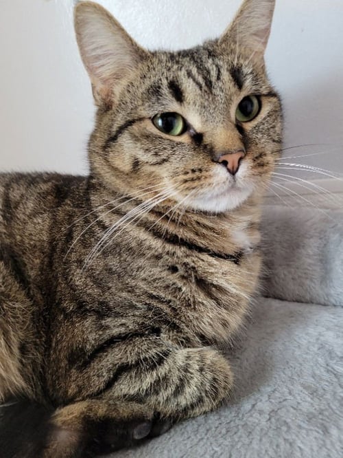 PHOENIX - Domestic Short Hair available for adoption