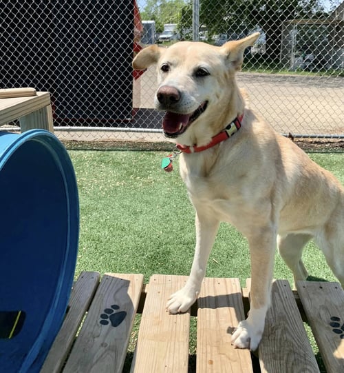 ATHENA - Labrador Retriever available for adoption