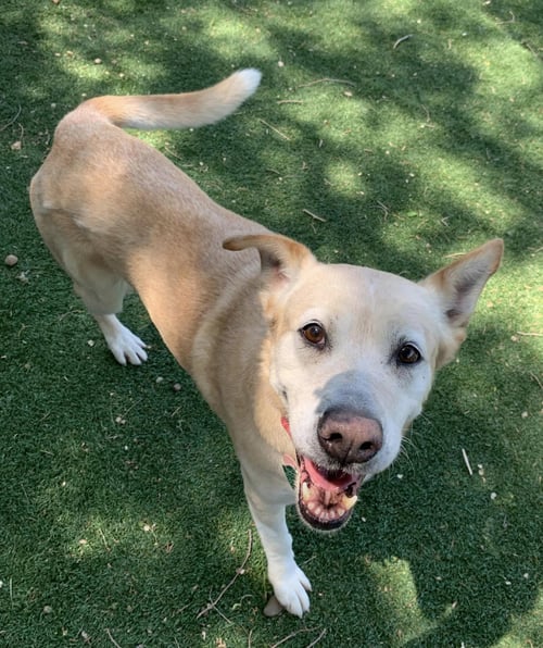 ATHENA - Labrador Retriever available for adoption