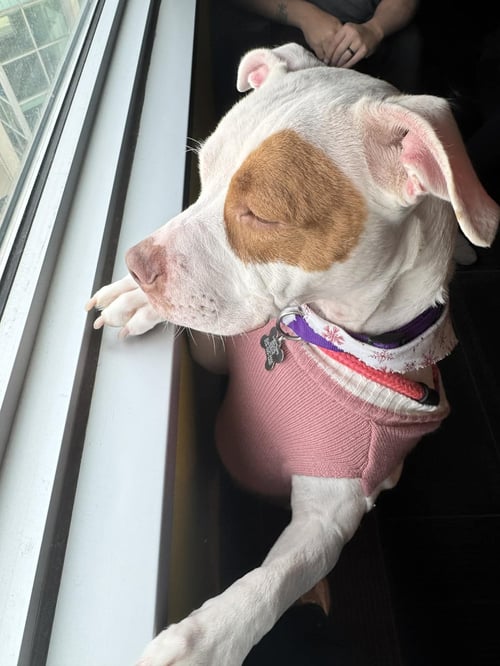 STEVIE - Pit Bull Terrier available for adoption