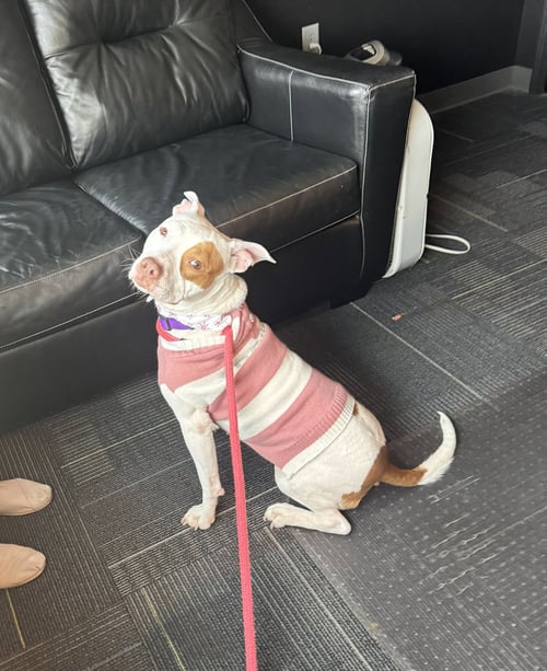 STEVIE - Pit Bull Terrier available for adoption