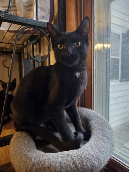 DANNY - Domestic Short Hair available for adoption