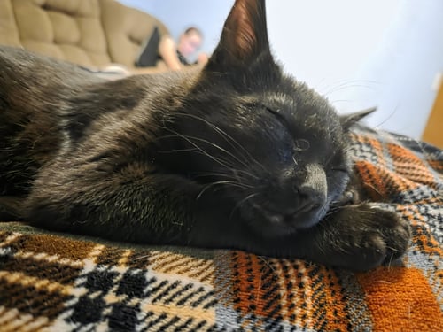 DANNY - Domestic Short Hair available for adoption