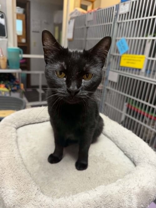 BIRDIE - Domestic Short Hair available for adoption