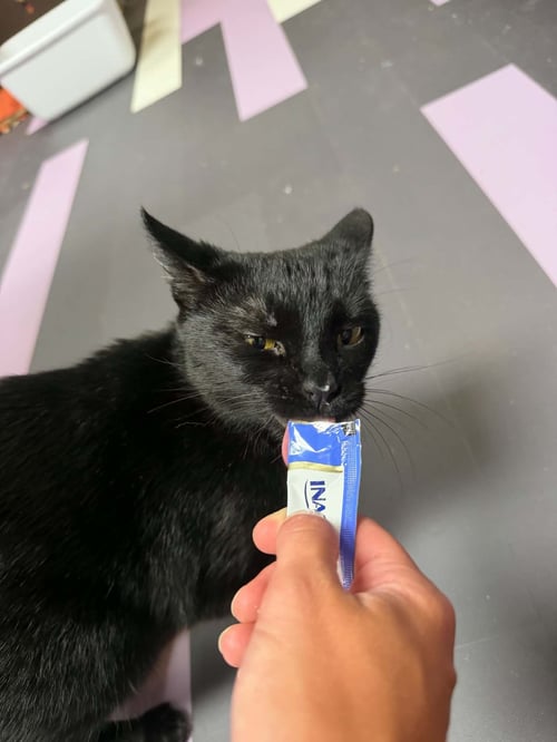 BIRDIE - Domestic Short Hair available for adoption