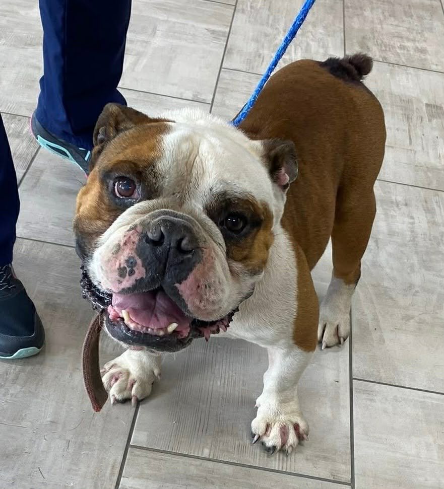 WINSTON - English Bulldog available for adoption