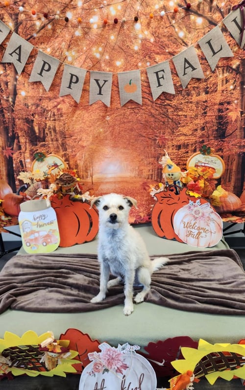 RICKY - Terrier available for adoption