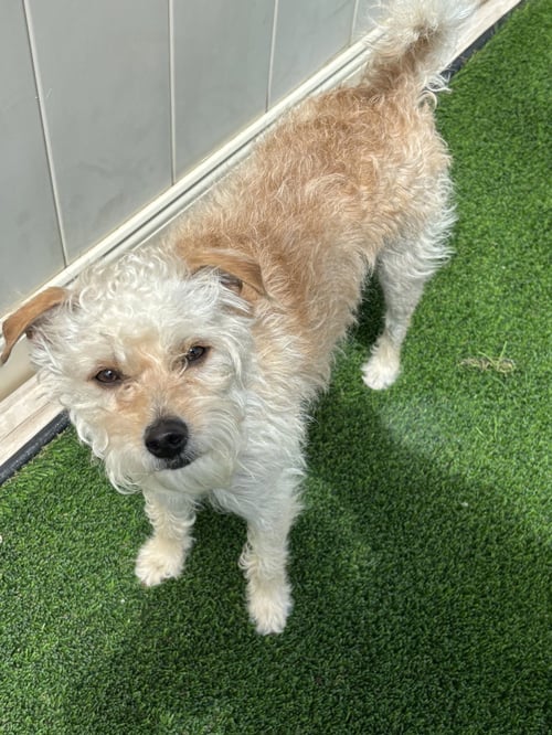 RICKY - Terrier available for adoption