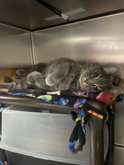 RADIO - Domestic Short Hair / Tabby available for adoption