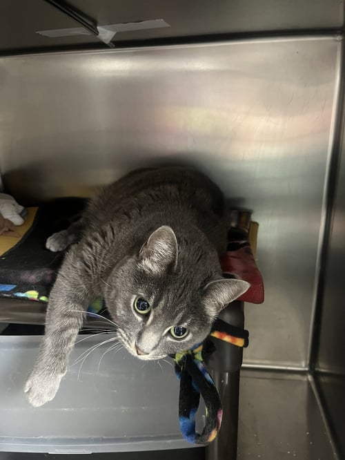 RADIO - Domestic Short Hair / Tabby available for adoption