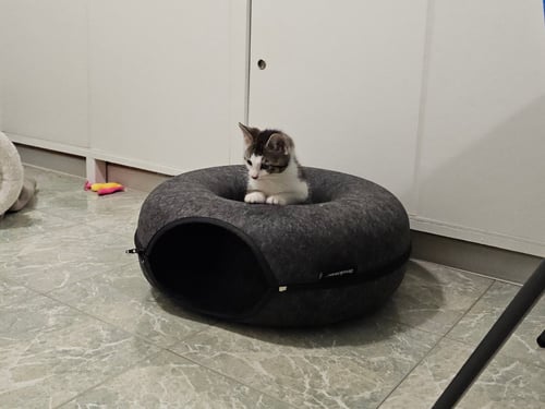 SUSHI - Domestic Short Hair available for adoption