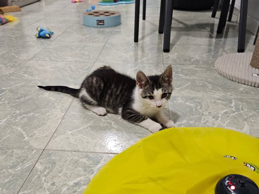 Sushi Image