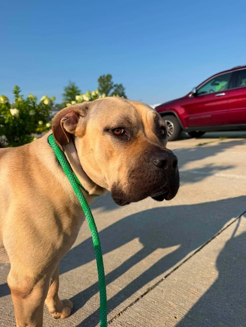 ELLA MAE - Mastiff available for adoption