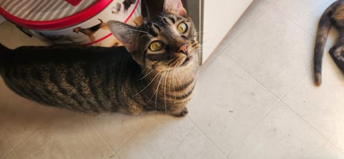 LEONARDO AND MICHELANGELO - Domestic Short Hair available for adoption