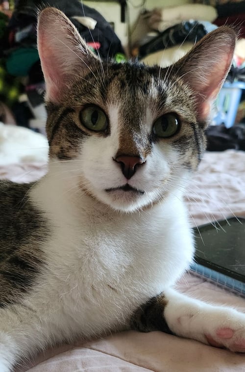 LEONARDO AND MICHELANGELO - Domestic Short Hair available for adoption