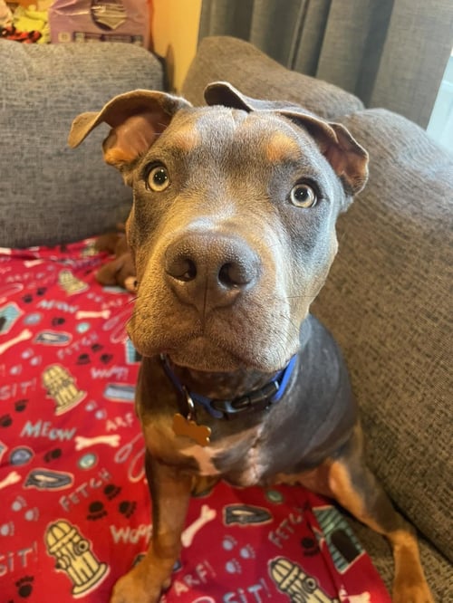 KENNY - Pit Bull Terrier available for adoption