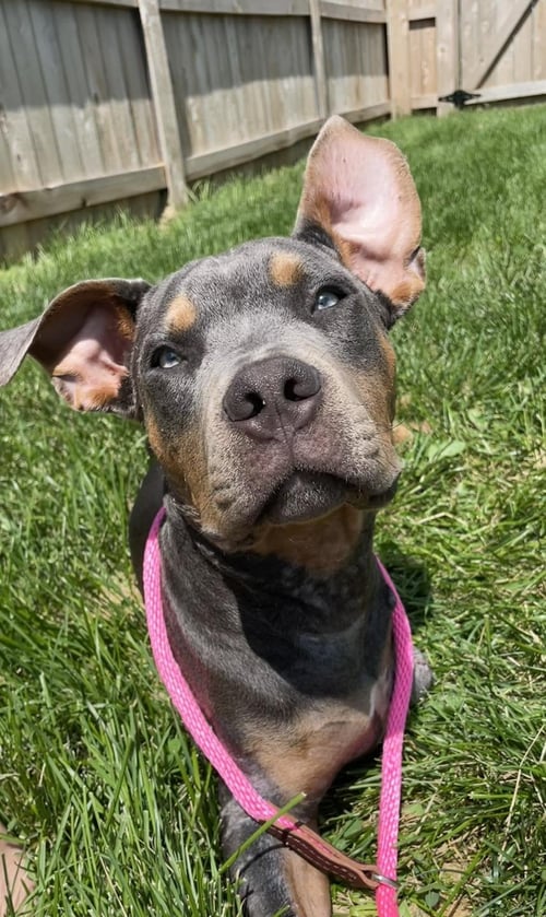 KENNY - Pit Bull Terrier available for adoption