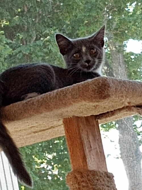 SHERLOCK - Domestic Short Hair available for adoption