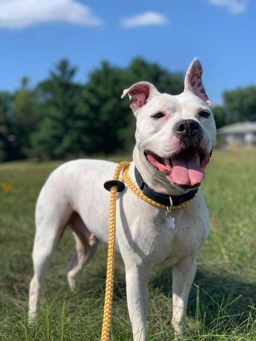 DODGER - Staffordshire Bull Terrier available for adoption