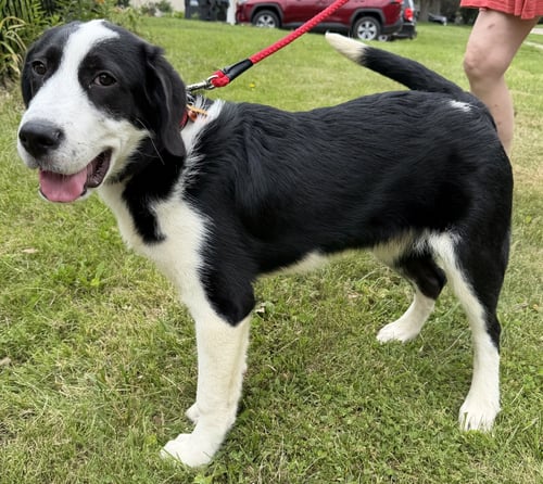 ZIP - Border Collie available for adoption