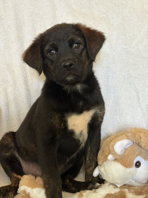 LILLY - Retriever / Shepherd available for adoption