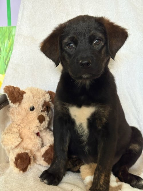 LILLY - Retriever / Shepherd available for adoption