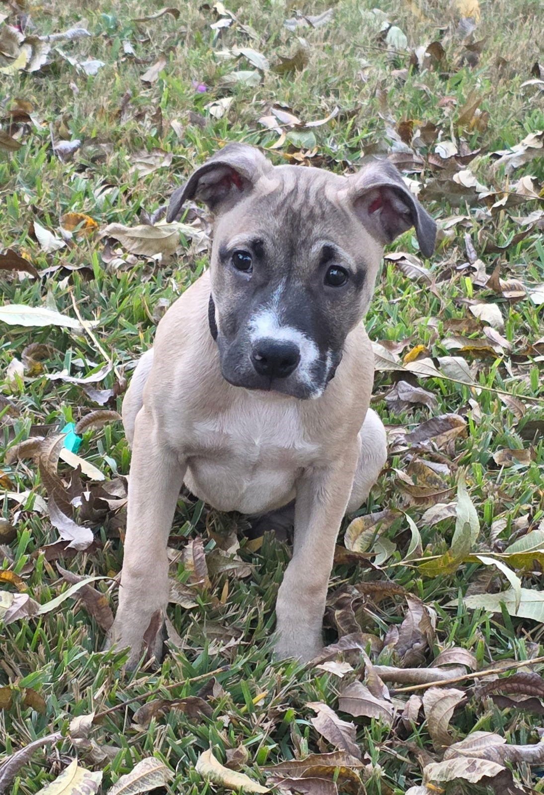 TEETER - Black Mouth Cur / Terrier available for adoption