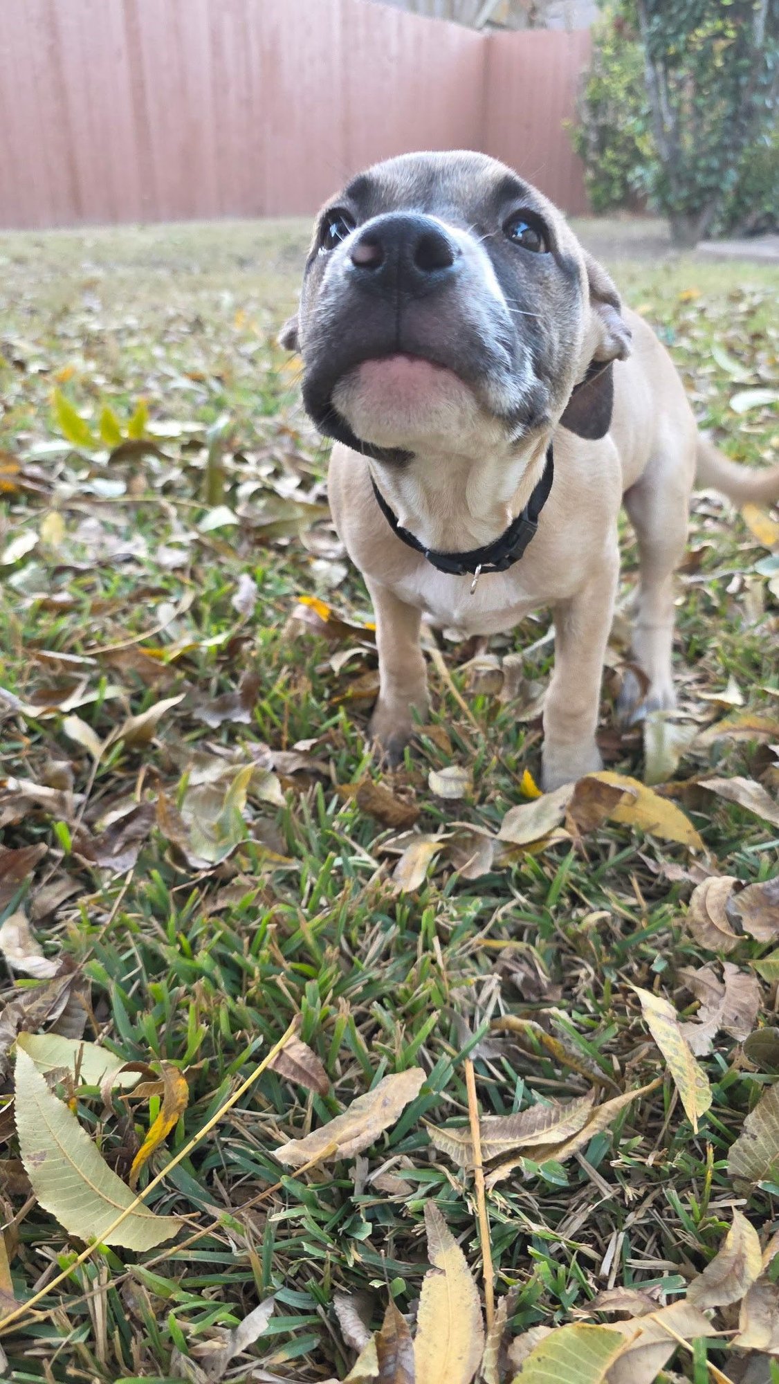 TEETER - Black Mouth Cur / Terrier available for adoption