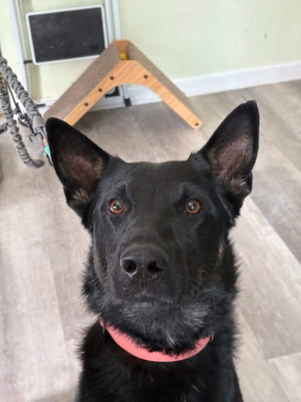 JAKE - Shepherd available for adoption