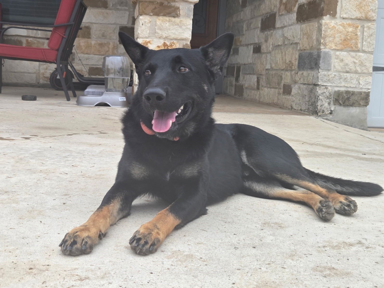 JAKE - Shepherd available for adoption