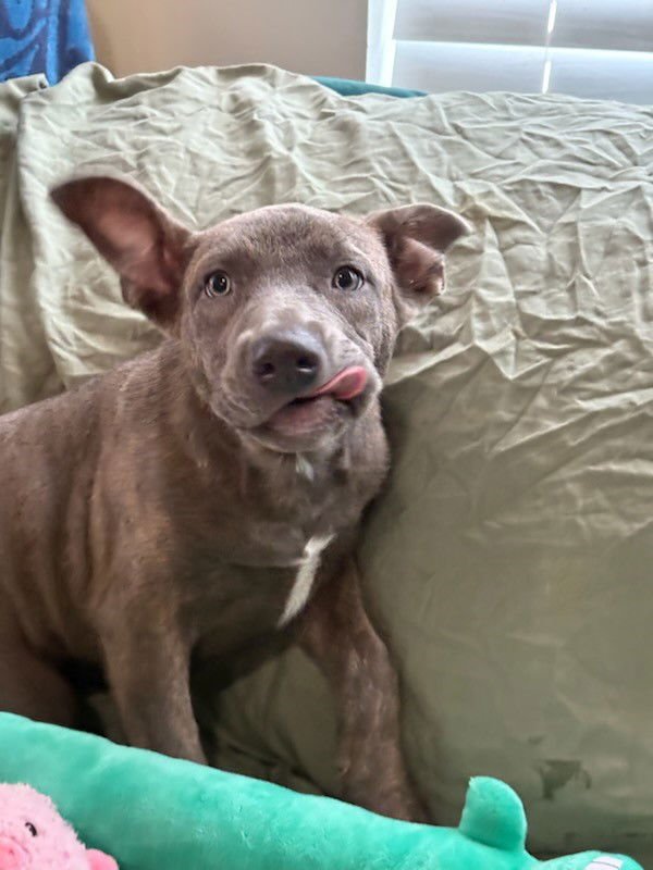TYRA - American Pit Bull Terrier / American Staffordshire Terrier available for adoption