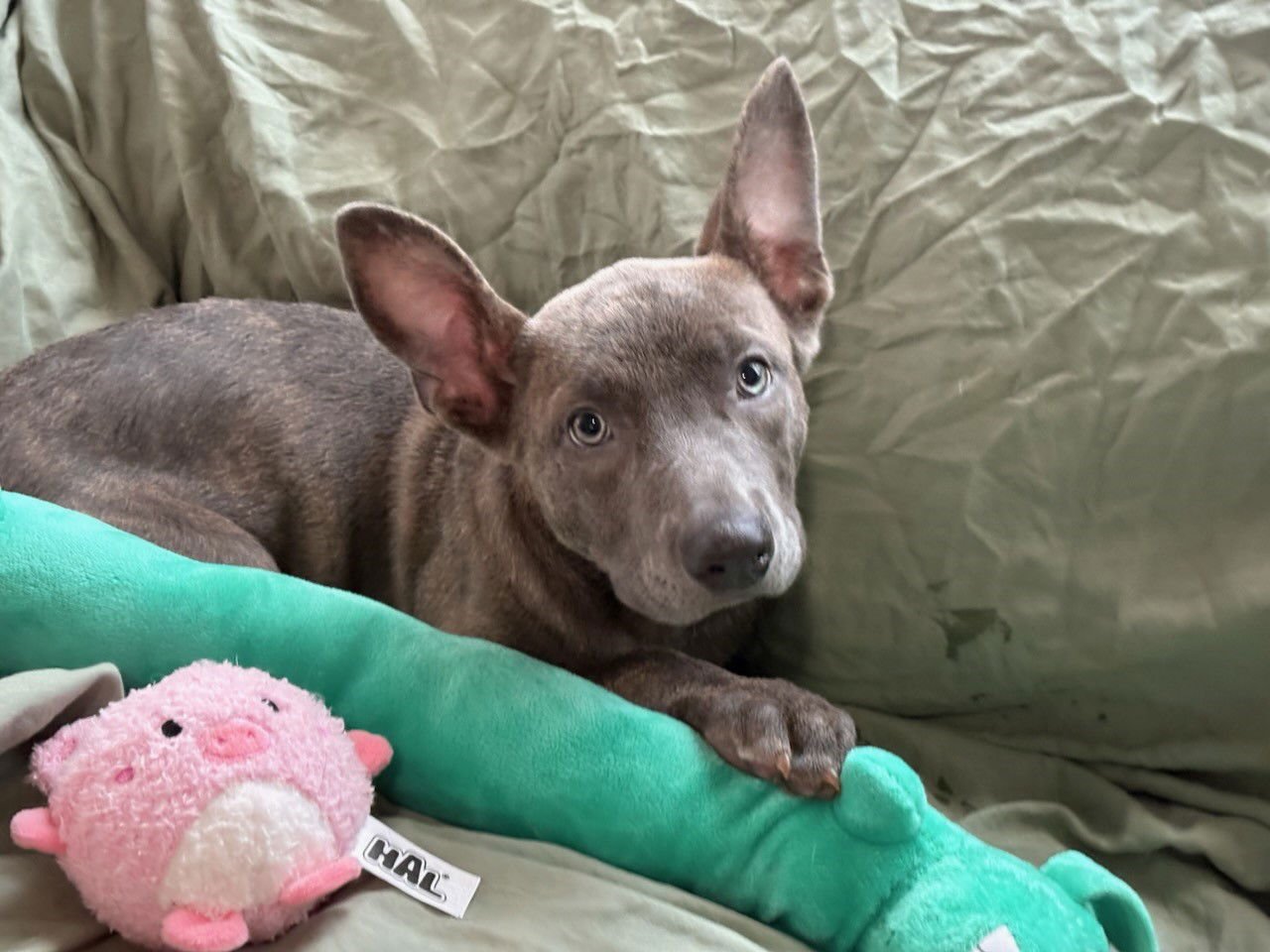 TYRA - American Pit Bull Terrier / American Staffordshire Terrier available for adoption