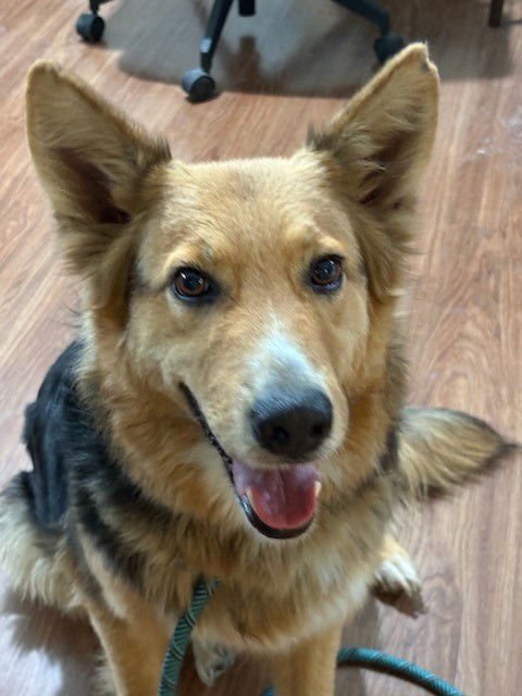 HEIDI - Border Collie / Shepherd available for adoption