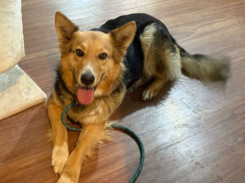 HEIDI - Border Collie / Shepherd available for adoption