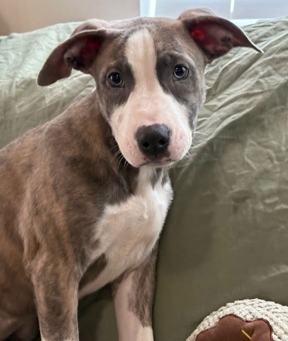 ZELDA - American Pit Bull Terrier / American Staffordshire Terrier available for adoption