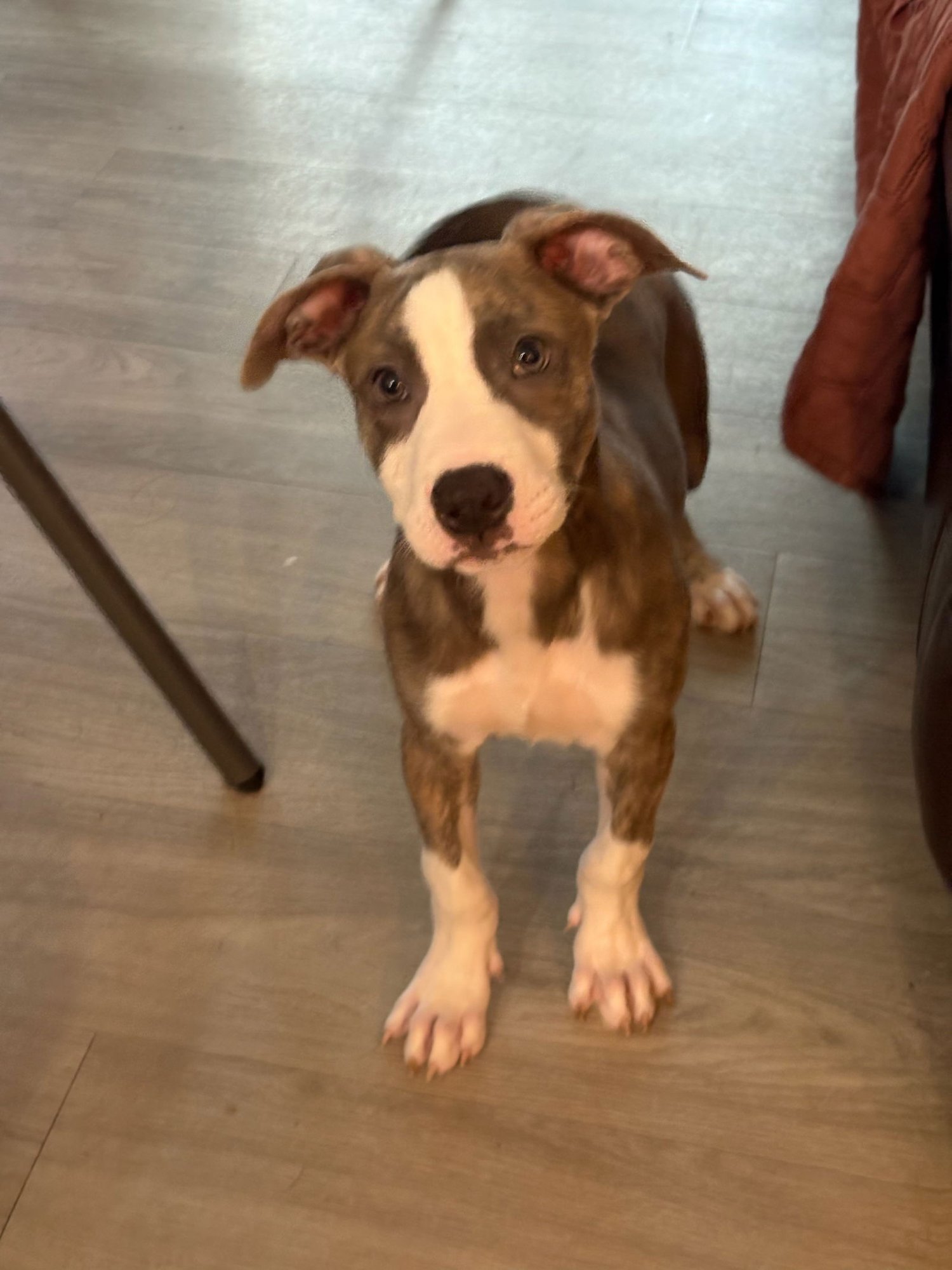 ZELDA - American Pit Bull Terrier / American Staffordshire Terrier available for adoption