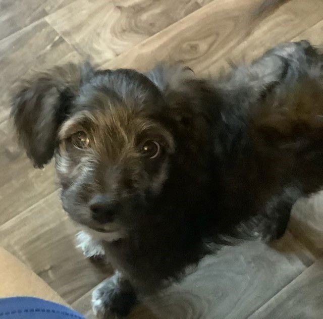 TRUFFLES - Poodle (Miniature) / Chihuahua available for adoption