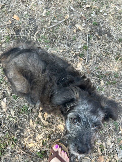 TRUFFLES - Poodle (Miniature) / Chihuahua available for adoption