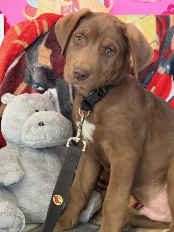 WALNUT - Labrador Retriever / Shepherd available for adoption