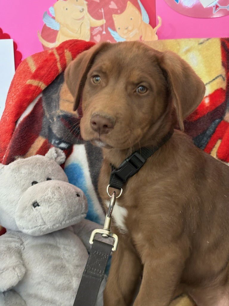 WALNUT - Labrador Retriever / Shepherd available for adoption