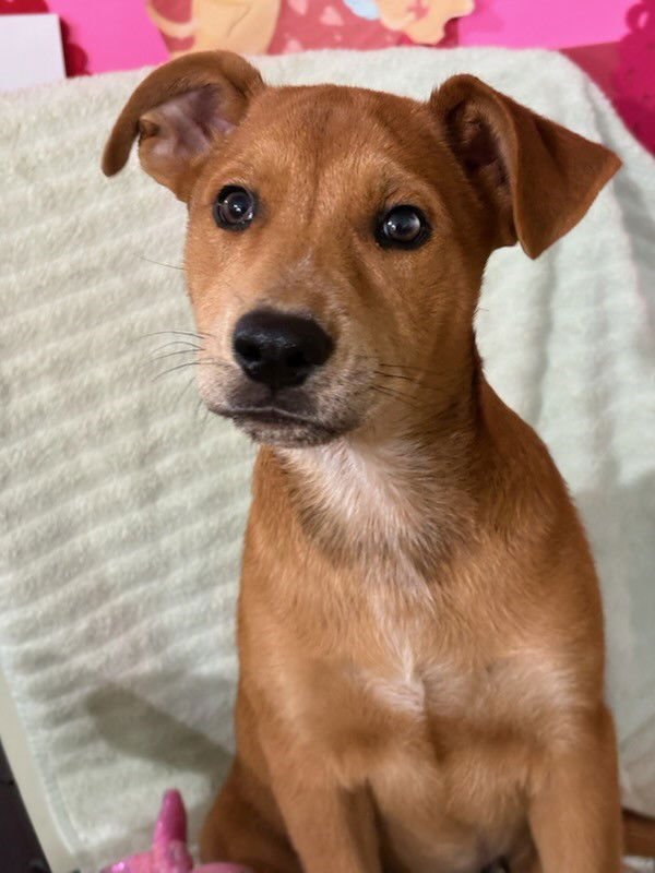 MISSY AKA TRIXIE - Australian Cattle Dog/Blue Heeler / Shepherd available for adoption