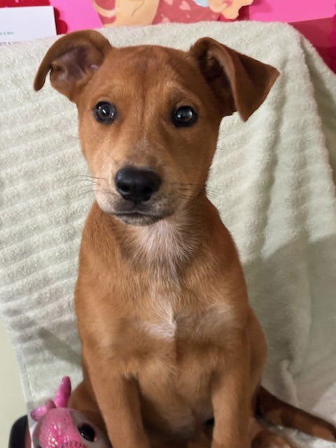 MISSY AKA TRIXIE - Australian Cattle Dog/Blue Heeler / Shepherd available for adoption