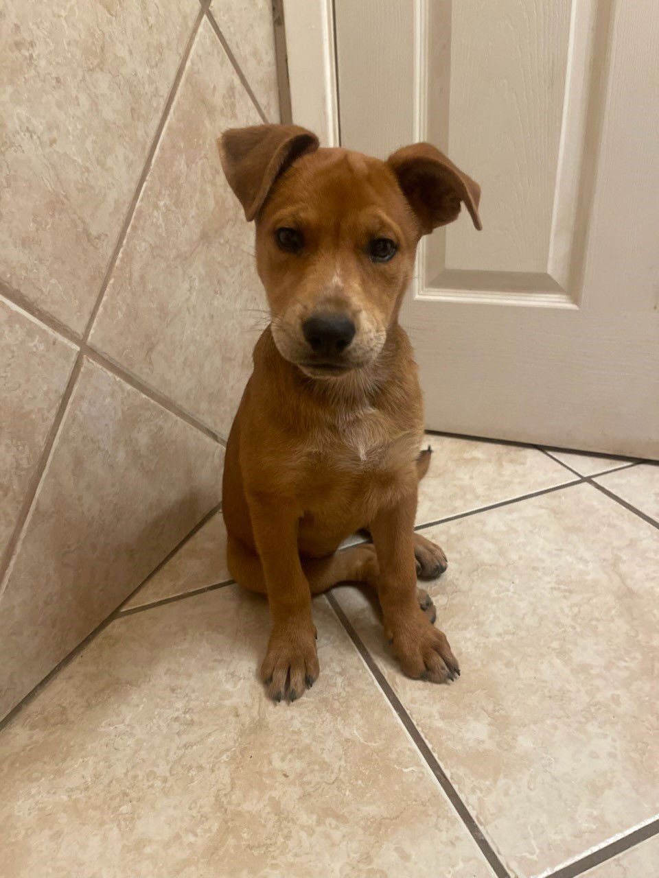 Missy aka Trixie - Photo 3